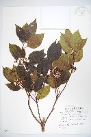 高山莢迷藏品圖，第1張