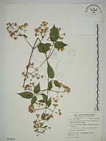 梨山小蓑衣藤藏品圖，第1張