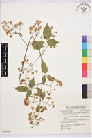 梨山小蓑衣藤藏品圖，第2張