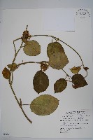 臺灣牛嬭菜藏品圖，第1張