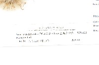 臺灣青木香藏品圖，第3張