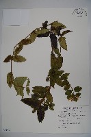 無梗忍冬藏品圖，第4張