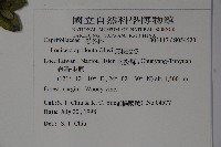 無梗忍冬藏品圖，第5張