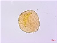 無梗忍冬藏品圖，第1張