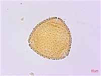 無梗忍冬藏品圖，第2張