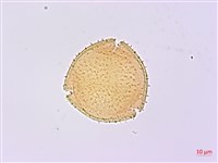 無梗忍冬藏品圖，第3張