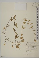 狗筋蔓藏品圖，第1張