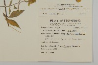 狗筋蔓藏品圖，第2張