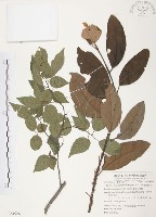 杜鵑桑寄生藏品圖，第1張