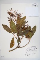 著生珊瑚樹藏品圖，第1張