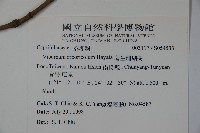 著生珊瑚樹藏品圖，第2張