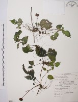 長梗盤花麻藏品圖，第1張