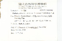 山芥菜藏品圖，第2張