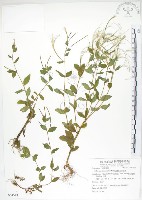 黑龍江柳葉菜藏品圖，第1張