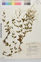 黑龍江柳葉菜藏品圖，第2張
