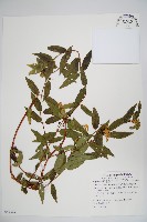 阿里山忍冬、漸尖葉忍冬藏品圖，第1張