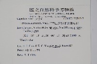 阿里山忍冬、漸尖葉忍冬藏品圖，第2張