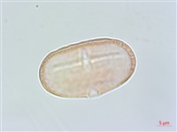 臺灣前胡藏品圖，第1張