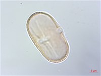 臺灣前胡藏品圖，第2張