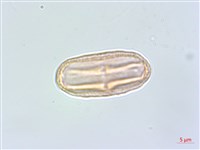 臺灣前胡藏品圖，第3張