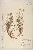 細葉鼠麴草藏品圖，第1張