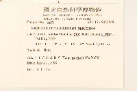 細葉鼠麴草藏品圖，第2張