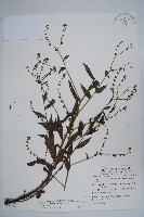 琉璃草藏品圖，第1張