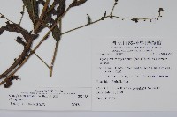 琉璃草藏品圖，第2張