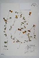 玉山山奶草藏品圖，第1張