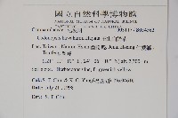 玉山山奶草藏品圖，第2張