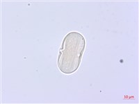 森氏當歸藏品圖，第1張