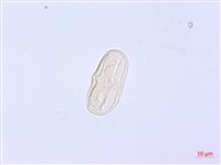 森氏當歸藏品圖，第3張