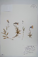 玉山沙參藏品圖，第1張