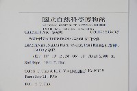 玉山沙參藏品圖，第2張