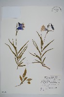 玉山沙參藏品圖，第1張