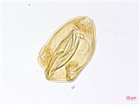 合歡柳葉菜藏品圖，第3張