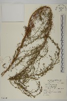 細葉山艾藏品圖，第1張