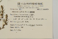 細葉山艾藏品圖，第2張