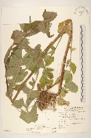 苦滇菜、苦菜藏品圖，第1張