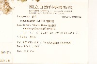 苦滇菜、苦菜藏品圖，第2張