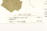 苦滇菜、苦菜藏品圖，第3張