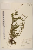 矮菊藏品圖，第1張