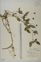 白花鬼針藏品圖，第1張