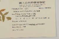 疏花繁縷藏品圖，第2張