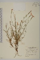 玉山石竹藏品圖，第1張