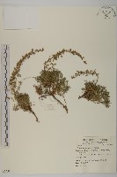 高山艾藏品圖，第1張