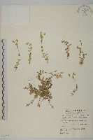 玉山卷耳藏品圖，第1張