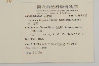 玉山卷耳藏品圖，第2張