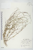 玉山筷子芥藏品圖，第1張