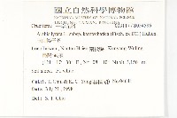 玉山筷子芥藏品圖，第2張